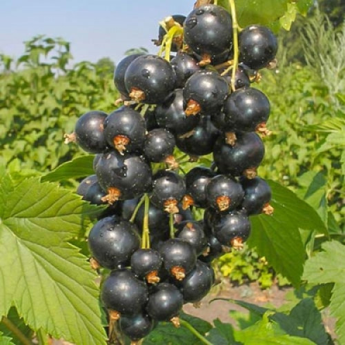 Смородина Чёрная Ажурная