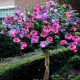 Саженцы Гибискуса в Пензе — доставка почтой! Саженцы Гибискуса в Пензе — доставка почтой!