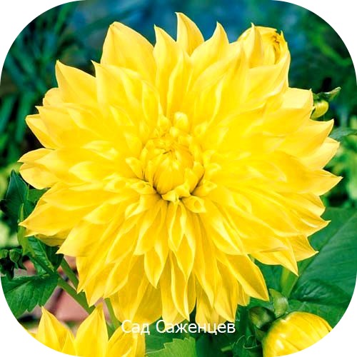 Георгина Американ Сан Георгина Американ Сан