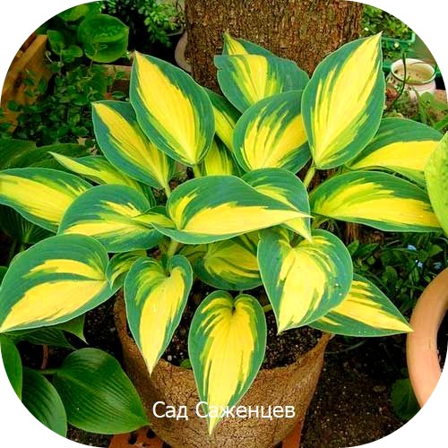 Хоста Ремембер Ми