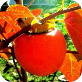 Хурма "Говерла" Хурма "Говерла"