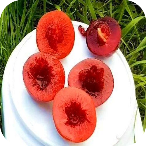 Саженцы Сливы "Санта Роза" > цена,  фото
