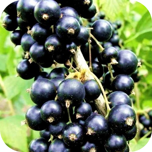 Смородина чёрная "Рубен" 